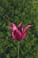 Flower 1 33.1 kbytes