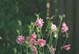 Flower 2 66.3 kbytes