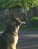 My Dog 26.7 kbytes